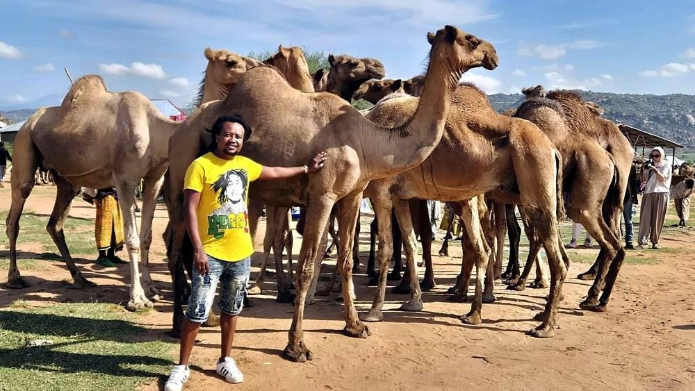 Camel market