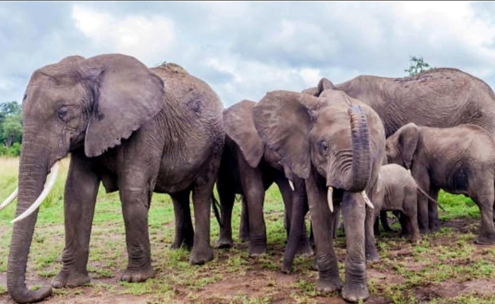 A herd of elephants with a calf