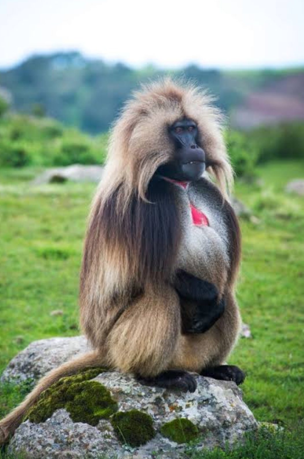 A gelada baboon sitting on a rock in the Simien Mountains
