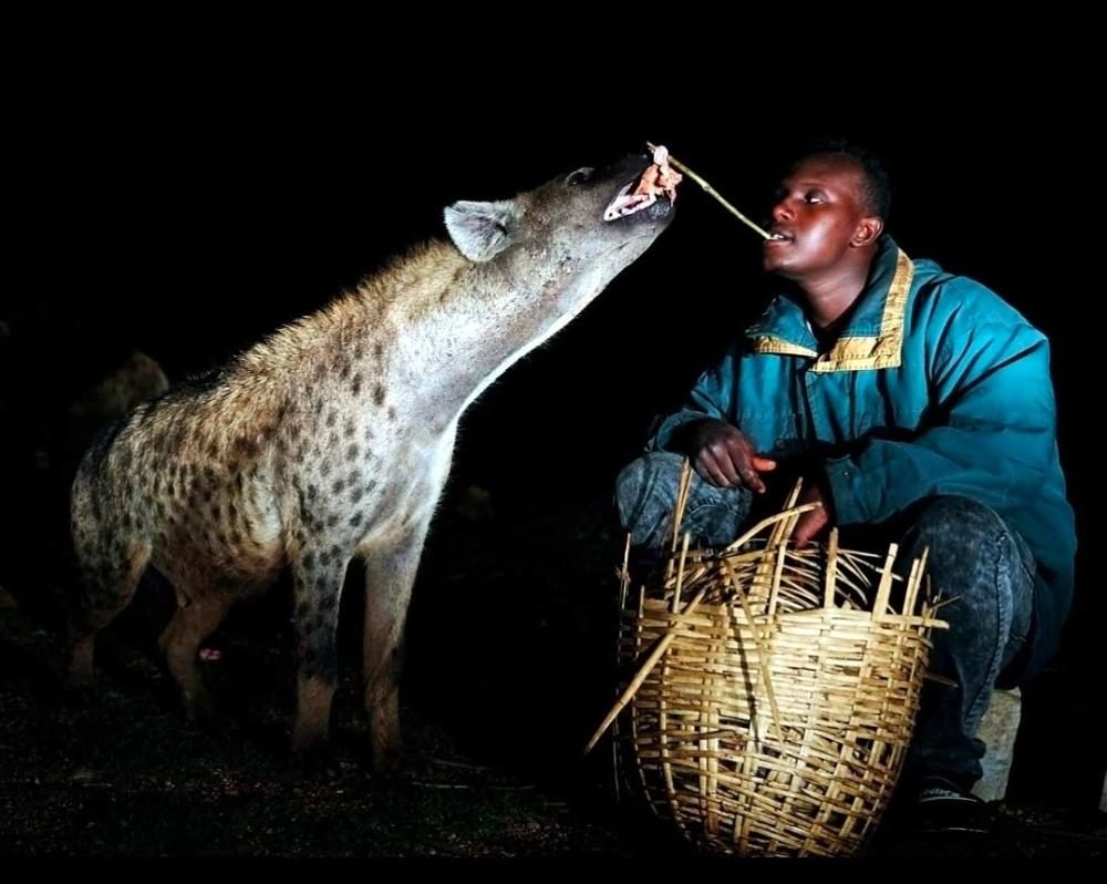 A man feeding a spotted hyena by hand at night in Harar