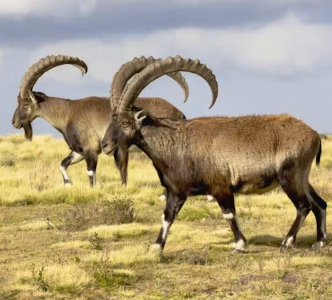 Two Walia ibex